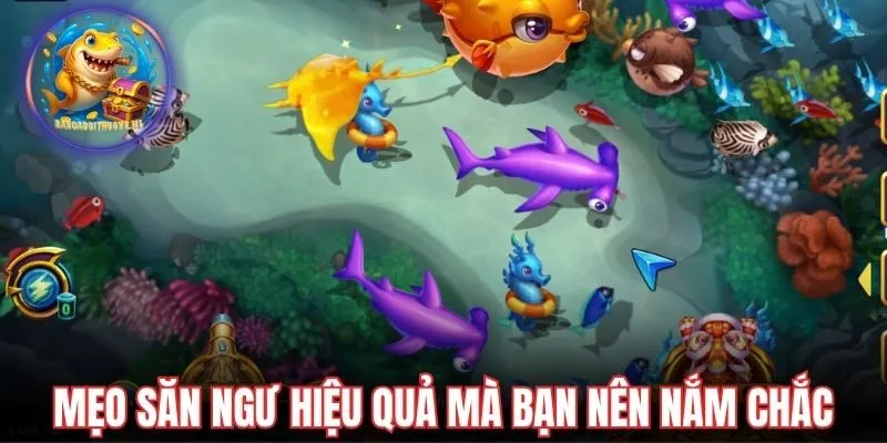 Mẹo săn ngư hiệu quả mà bạn nên nắm chắc